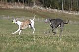 WHIPPET 334